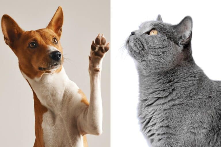Cane o gatto: a sinistra un cane che alza la zampa, a destra un gatto grigio che guarda in alto