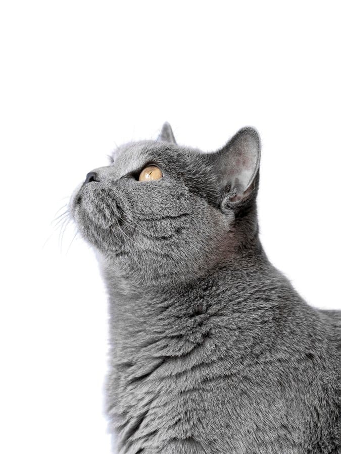 Gatto